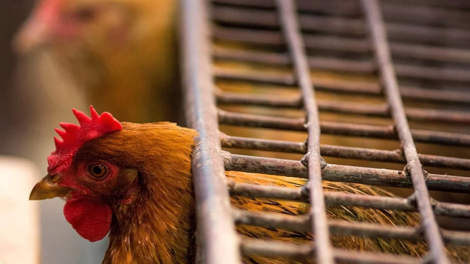 Ваксинират всички птици в Рудозем