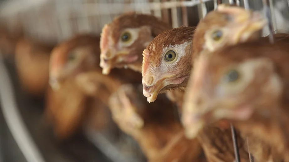 ДФЗ изплаща субсидиите за хуманно отношение към птиците 