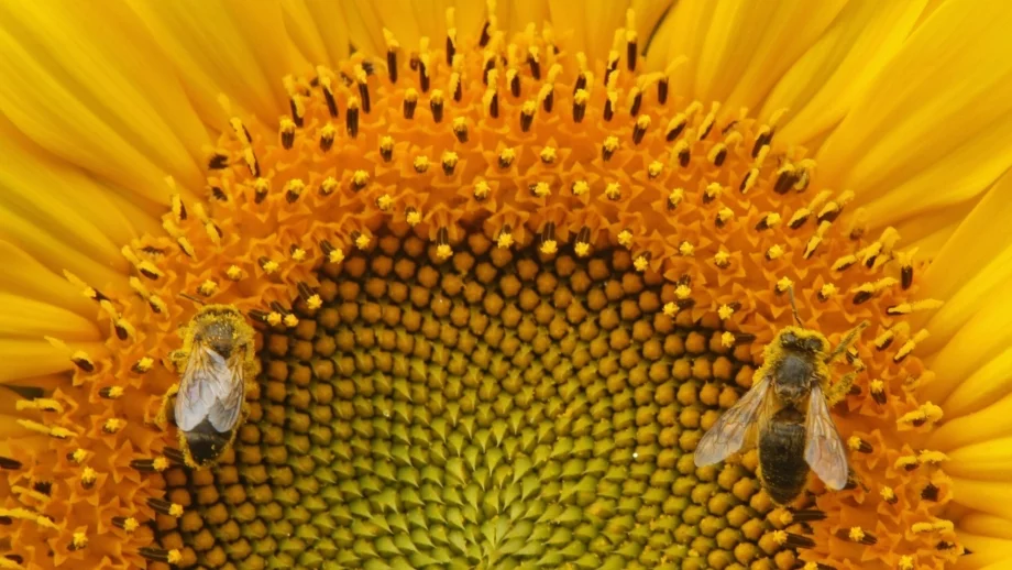 Неоникотиноидните пестициди са по-опасни, отколкото предполагахме