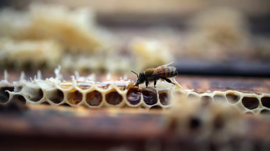 МЗХ се опитва да отмени забраната за неоникотиноидите, алармират от "Грийнпийс"