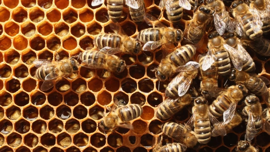 БАБХ разрешила опасни пестициди, защото нямало други