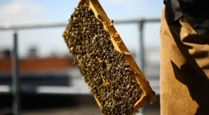 Пчелари сигнализираха за 100% смъртност на пчели в някои региони