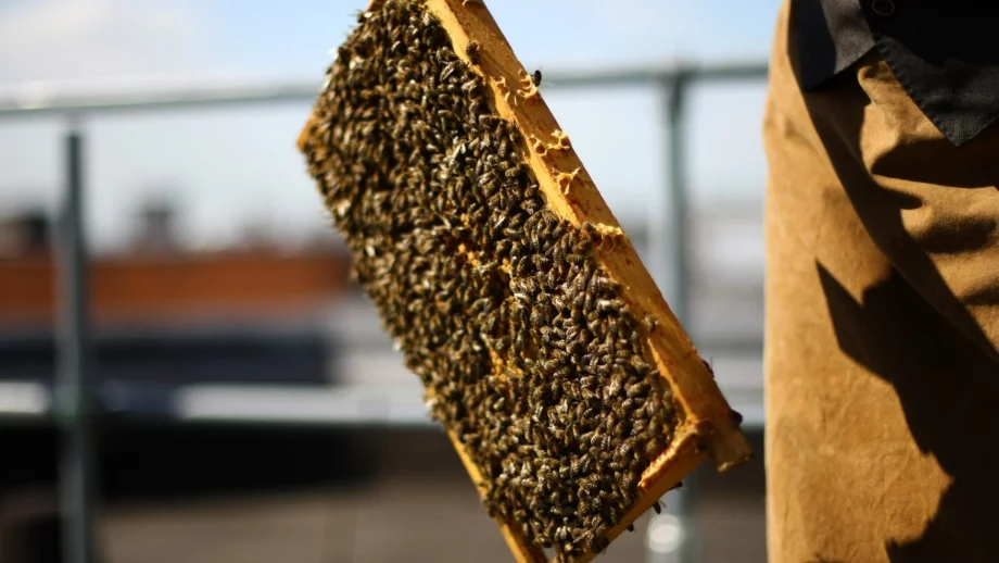 Пчелари сигнализираха за 100% смъртност на пчели в някои региони