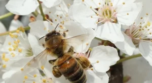 Цели 60% достигна смъртността на пчелите в България 