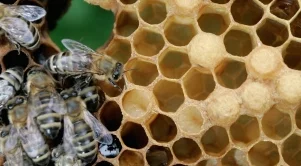 Масовото измиране на пчели в България се дължи на неоникотиноидите
