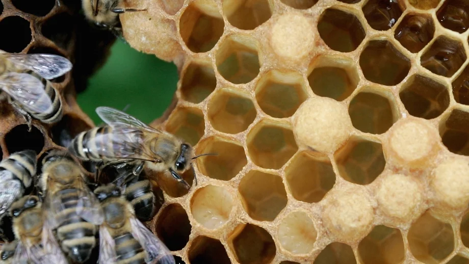 Пчелари настояват за смяна на ръководството на БАБХ