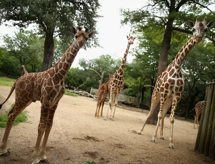 Жирафите са пред изчезване