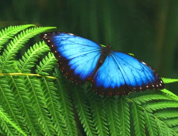 Елените карибу и пеперудите монарх са заплашени от изчезване