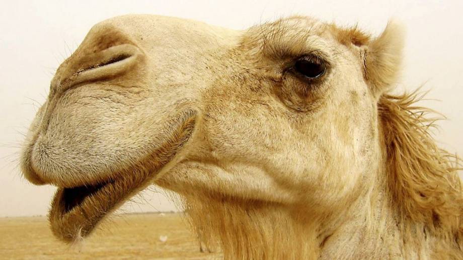 Камили бяха изгонени от конкурс за красота в Саудитска Арабия