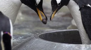 10 животни, които могат да ни научат как да обичаме