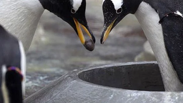 10 животни, които могат да ни научат как да обичаме