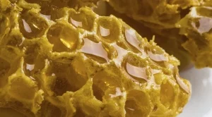 Реколтата от мед ще бъде слаба заради аномалиите във времето 