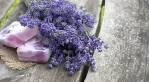 Ефективни начини да се отървете от молците у дома   