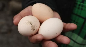 Птицевъди настояват за строг контрол на вноса на яйца