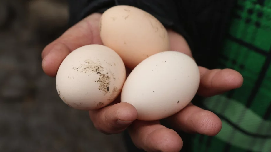 Птицевъди настояват за строг контрол на вноса на яйца