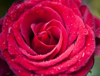 Хапче ароматизира стомашните газове с ухание на рози