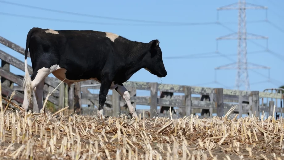 Унищожени са животните, болни от нодуларен дерматит 