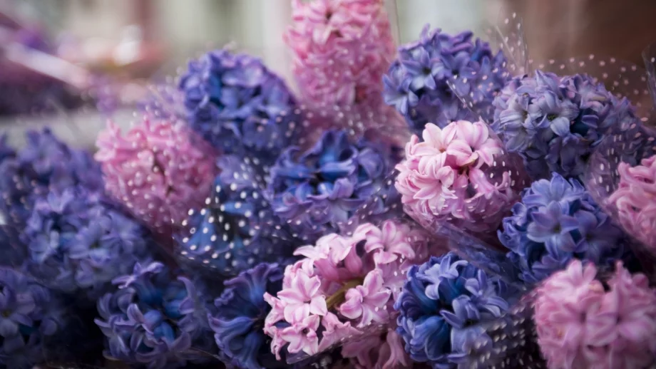 НАП иззе 19 000 лв. от търговци на цветя