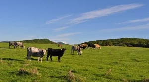 Фермери от Ямболско твърдят, че животните им умират от отрови в Тунджа