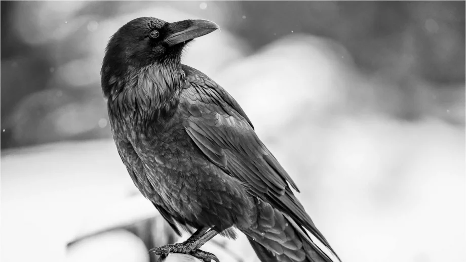 Увеселителен парк във Франция назначи на служба гарвани за чистачи