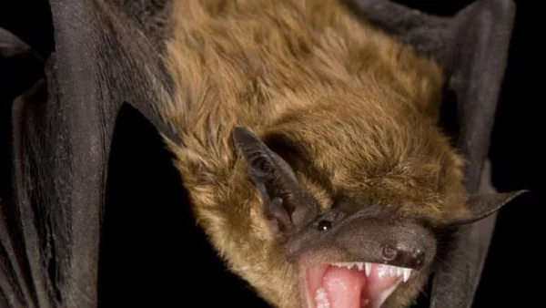 Какво си казват прилепите когато се устремят към вкусна буболечка?