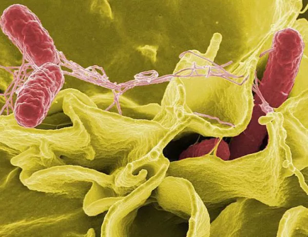 Над 99% от микробите в човешкото тяло са неизвестни на науката