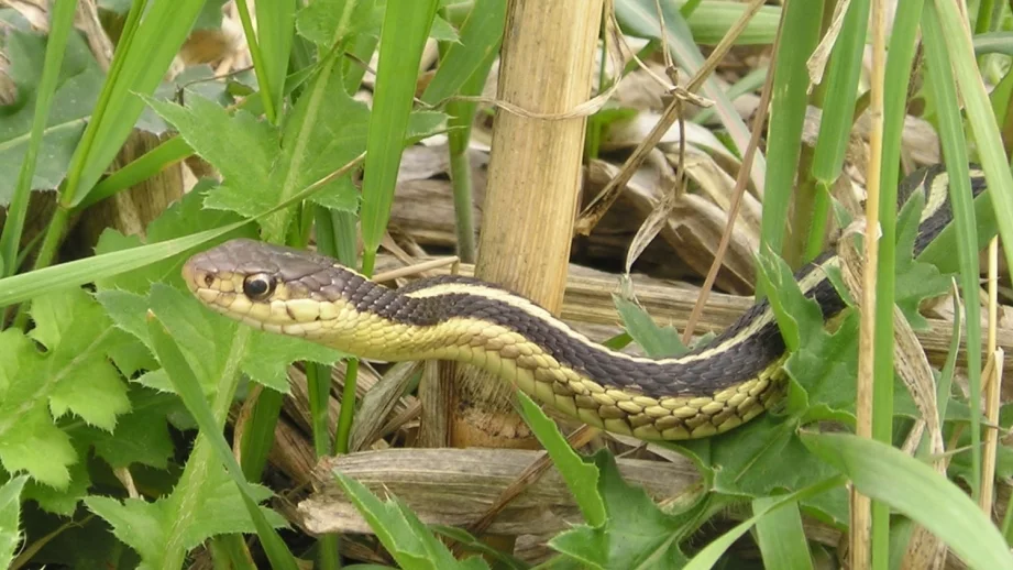 Какво да направите, ако видите змия в планината
