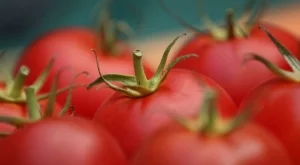 Вносните домати поевтиняват 