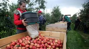 Трайно безработните задължително ще работят на полето