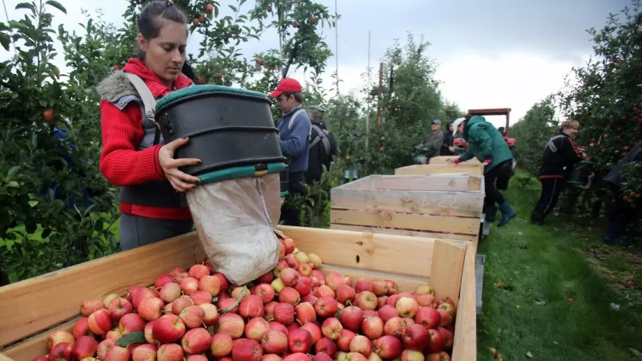 Трайно безработните задължително ще работят на полето