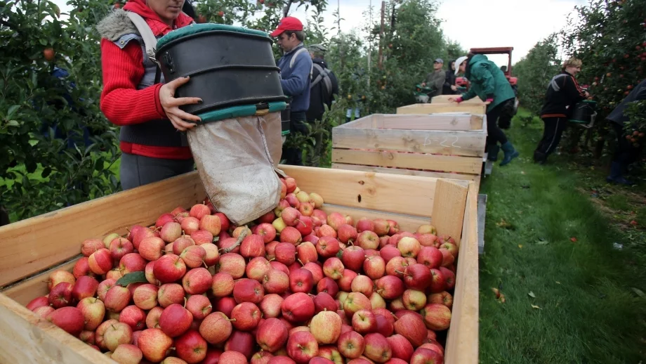 Ябълките в ЕС поскъпват заради слабата реколта 