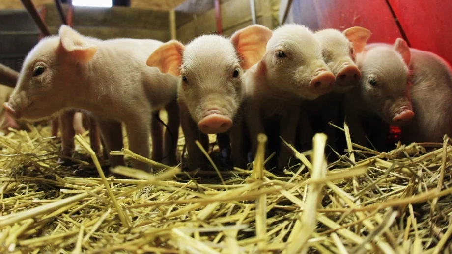 Повече от 80 умъртвени животни заради африканската чума