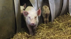 95 животновъди заявиха подпомагане за хуманно отношение към прасетата 