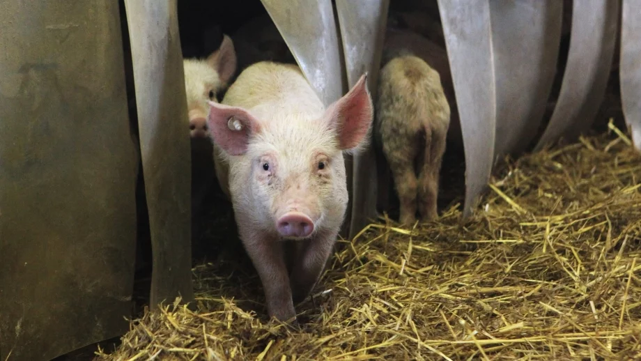 95 животновъди заявиха подпомагане за хуманно отношение към прасетата