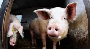 Предприемат се спешни мерки за справяне с африканската чума по свинете