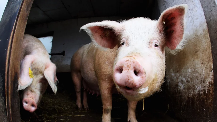 Над 120 000 прасета са умъртвени в Румъния заради чумата 