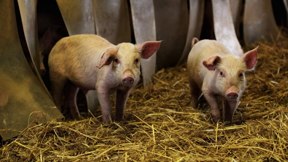 В Испания вече има повече прасета, отколкото хора. И това застрашава природата