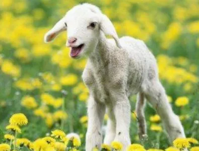 В Нова Зеландия ще отглеждат овце, изпускащи по-малко метан