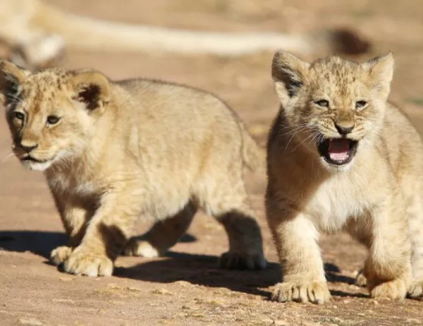 Две новородени лъвчета починаха поради липса на адекватни грижи