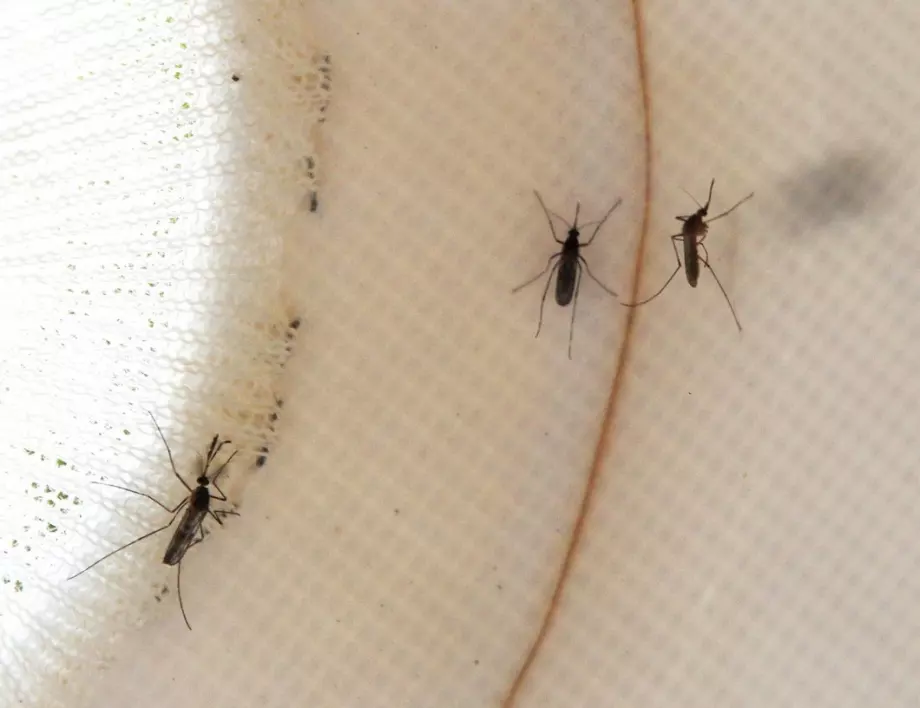 С този трик бързо и лесно ще откривате комарите у дома   