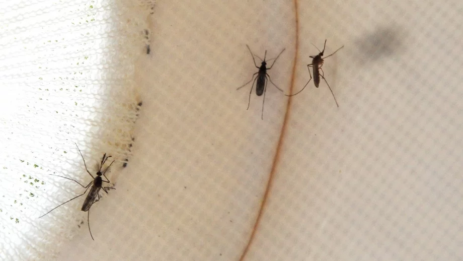 Знаете ли коя е най-смъртоносната болест в историята на човечеството?