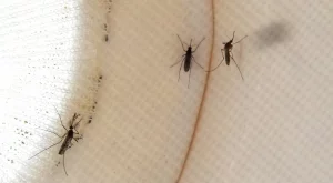 МЗ: Нямаме финансов ангажимент към пръскането срещу комари и кърлежи