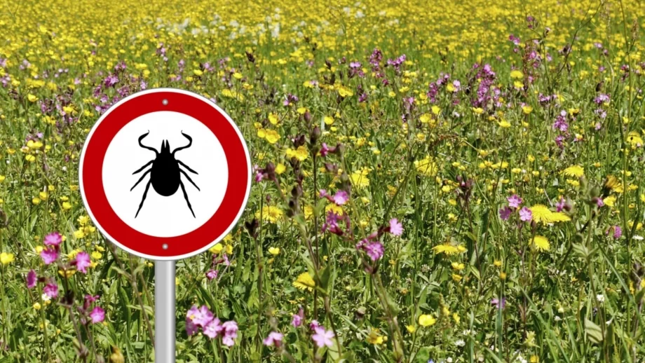 Какво да правите, ако ви ухапе кърлеж?