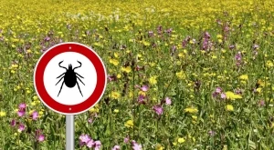 Какво да направите, ако ви е ухапал кърлеж?