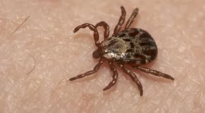 Как да се предпазите от кърлежи това лято