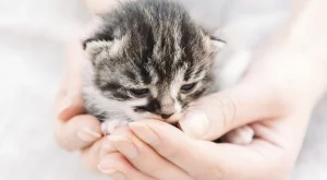  Как да отгледаме малко бездомно коте вкъщи