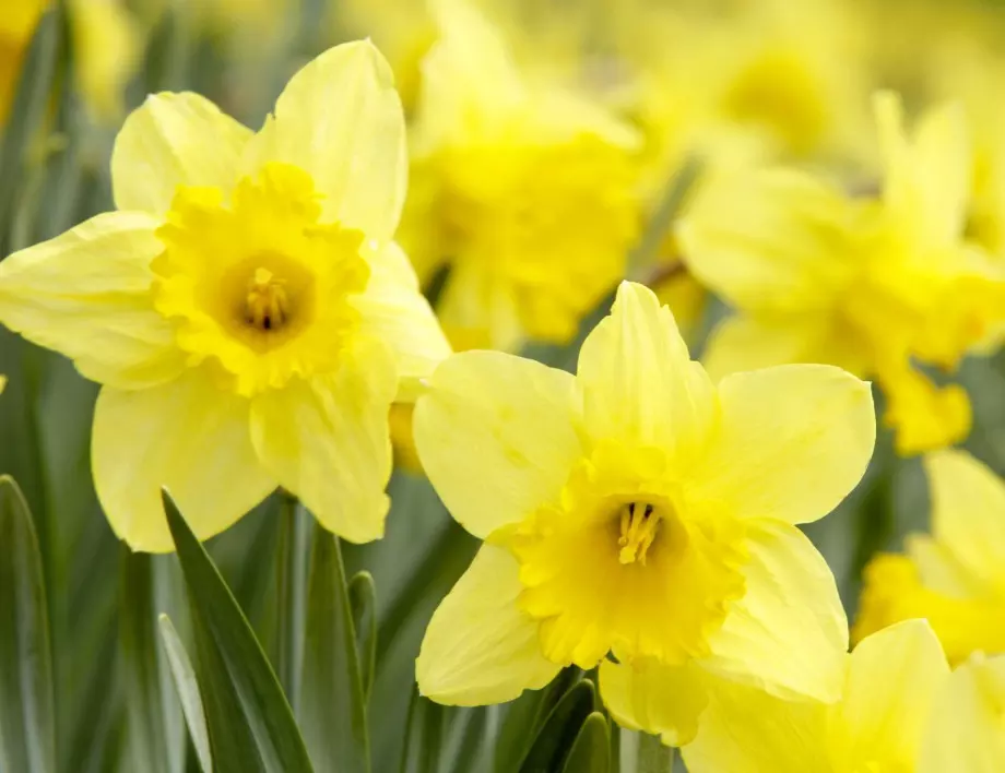 Жълти цветя: какво символизират и на кого да подарите?