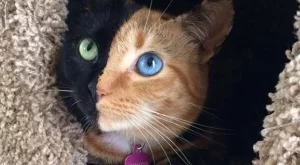 Запознайте се с Винъс - котката с две лица