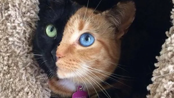 Запознайте се с Винъс - котката с две лица