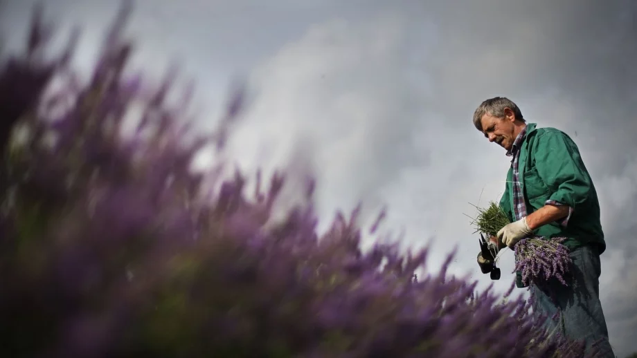 Никой не може да обясни защо лавандулови насаждения в цялата страна умират